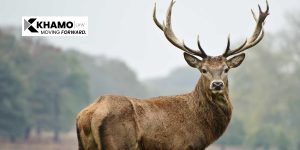 Car Deer Accidents