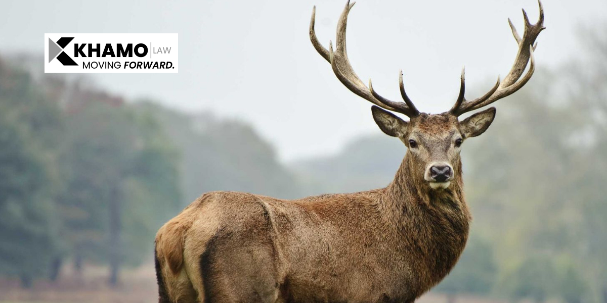 Car Deer Accidents